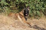 MALINOIS 095